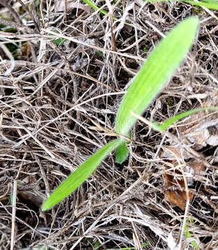 Image of Ornithogalum hispidum Hornem.