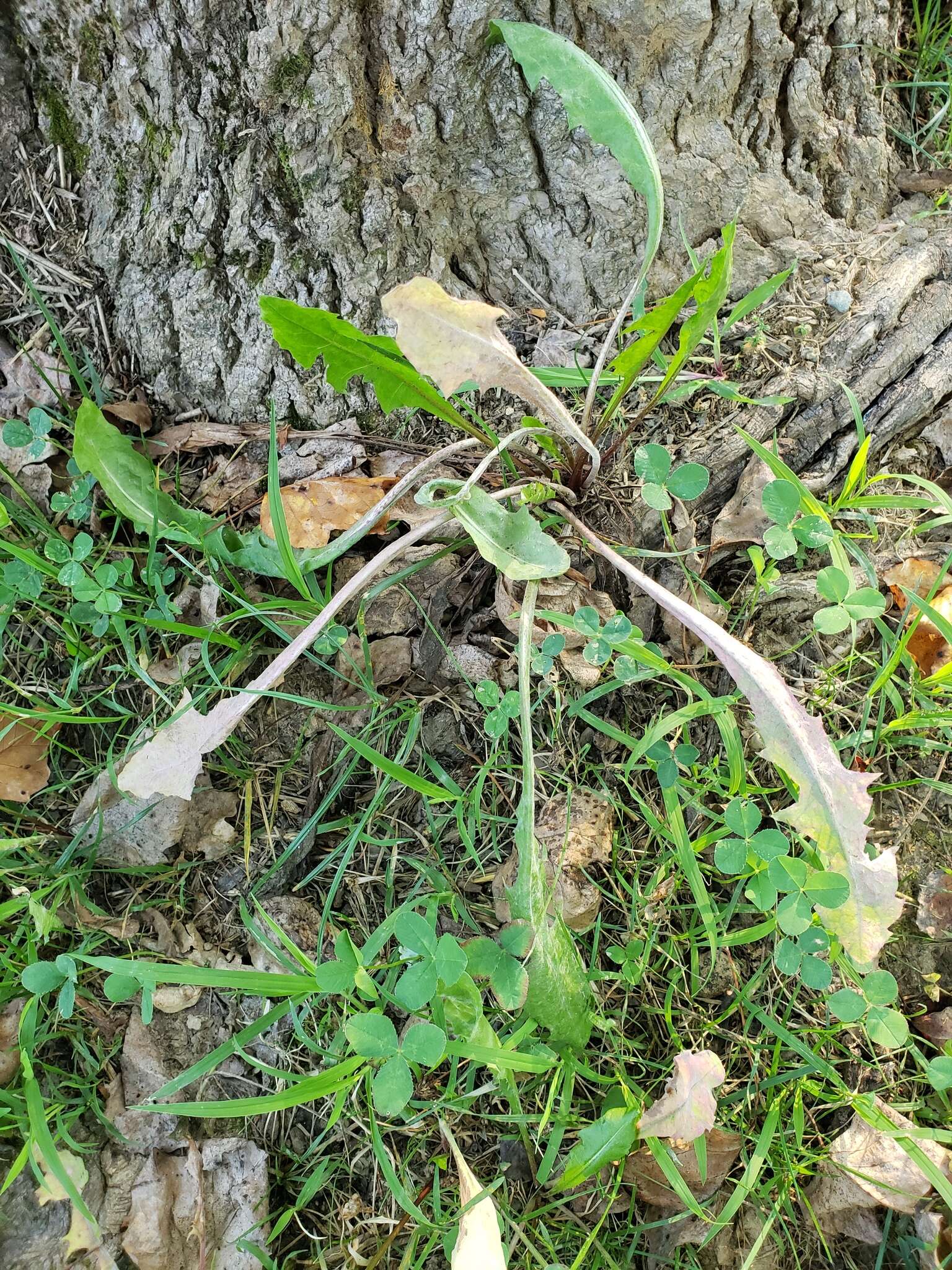 Image of Podosphaera erigerontis-canadensis (Lév.) U. Braun & T. Z. Liu 2010