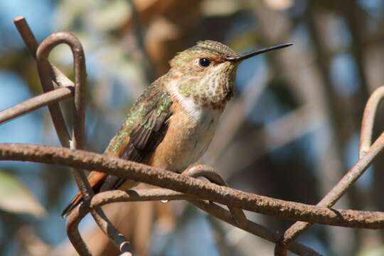 Image of Allen's Hummingbird