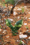 Image of Ferraria ovata (Thunb.) Goldblatt & J. C. Manning