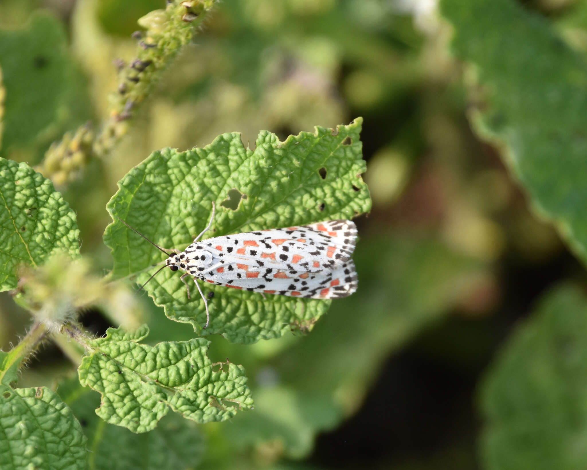 Image of Utetheisa pulchelloides Hampson 1907