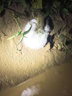 Image of African Foam-nest Treefrog