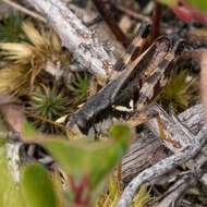 Melanoplus fasciatus (Walker & F. 1870) resmi