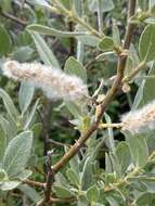 Plancia ëd Salix orestera C. K. Schneider