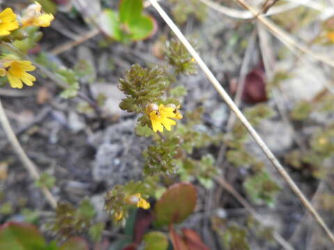 Imagem de Euphrasia minima Jacq. ex DC.