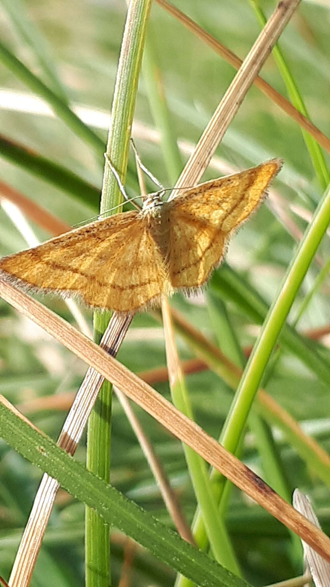 Image of Idaea flaveolaria