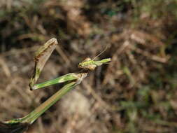 Image de Empusa pennicornis Pallas 1773