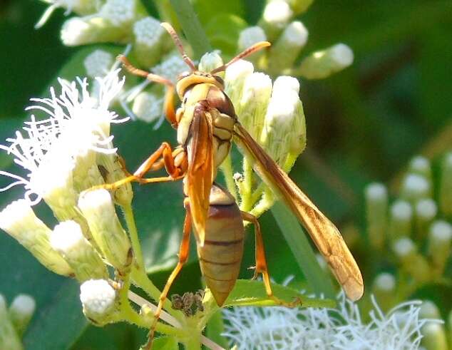 Image of <i>Polistes <i>major</i></i> major