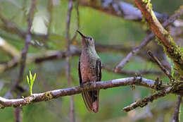 Image of Phaeochroa Gould 1861