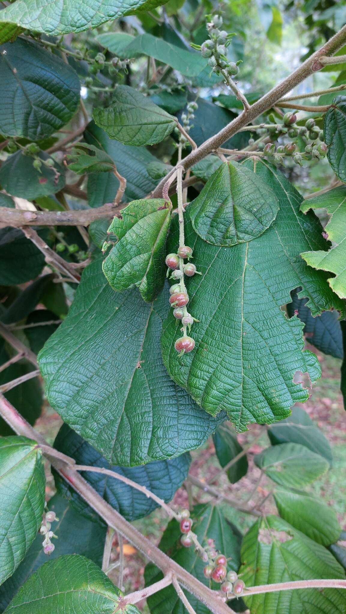 Image of Alchornea sidifolia Müll. Arg.