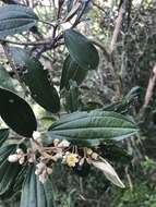 Image of Miconia versicolor Naud.