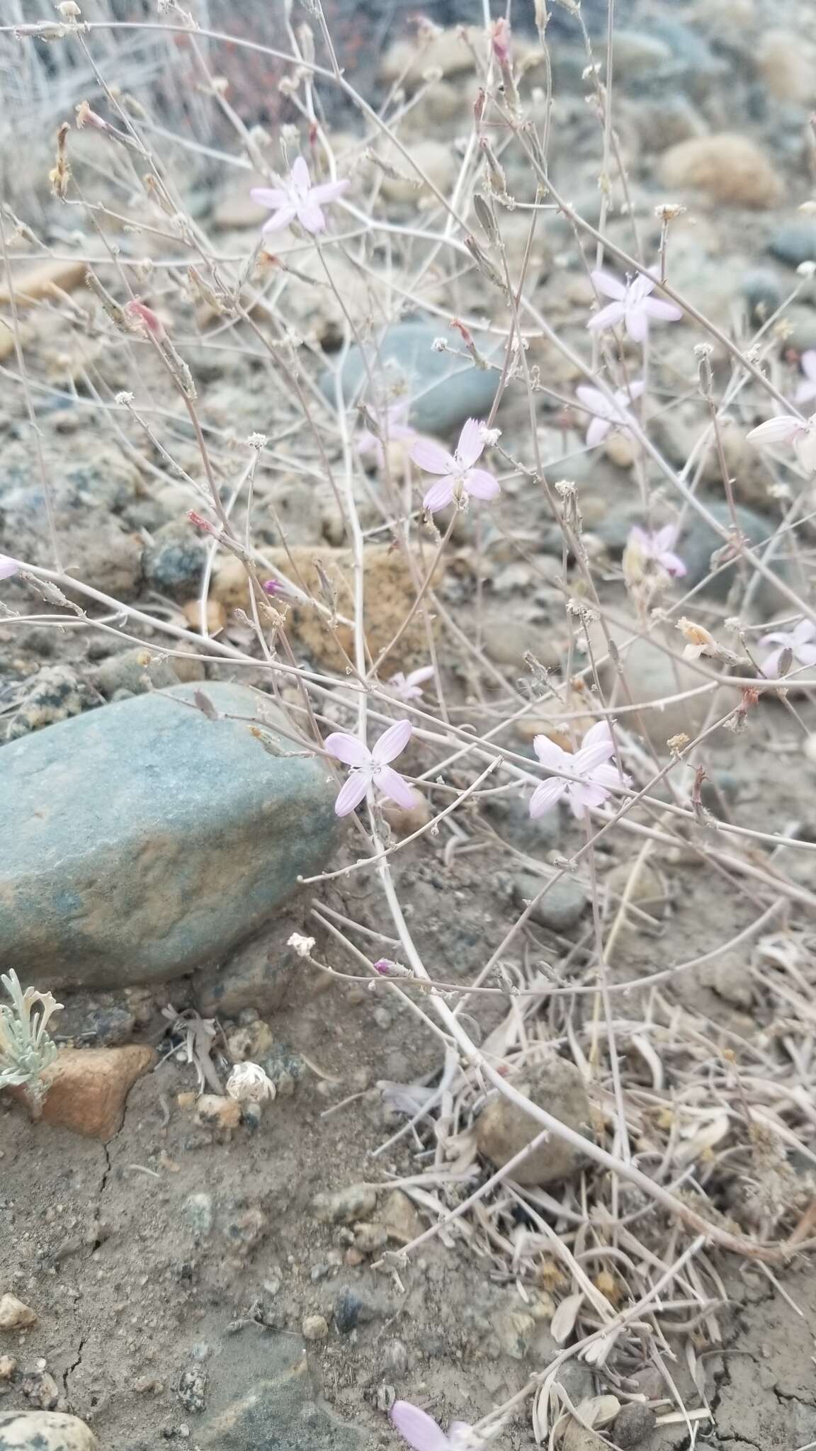 Sivun Stephanomeria exigua Nutt. kuva