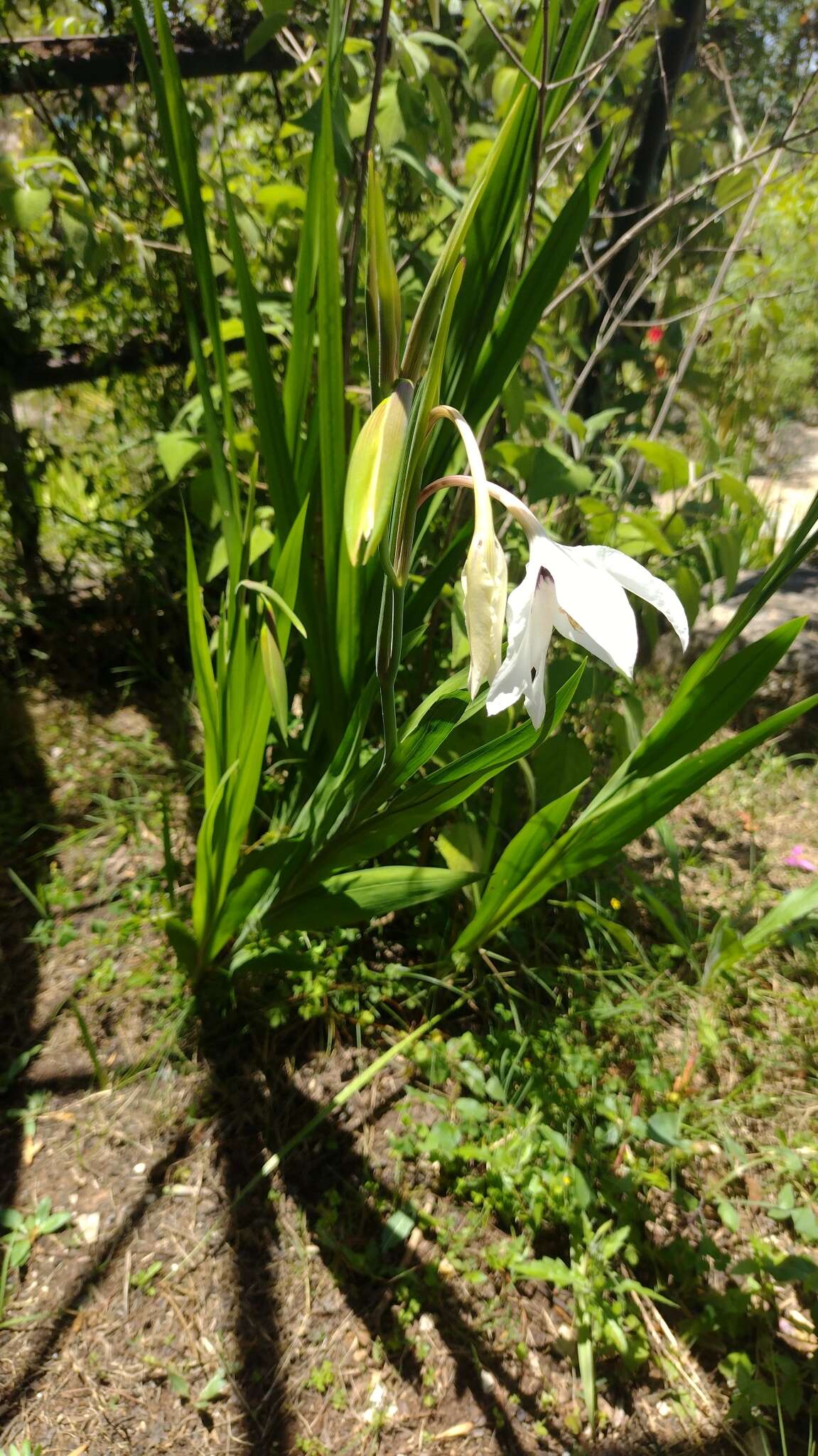 Image of Gladiolus murielae Kelway