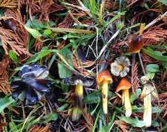 Image of Hygrocybe singeri (A. H. Sm. & Hesler) Singer 1958