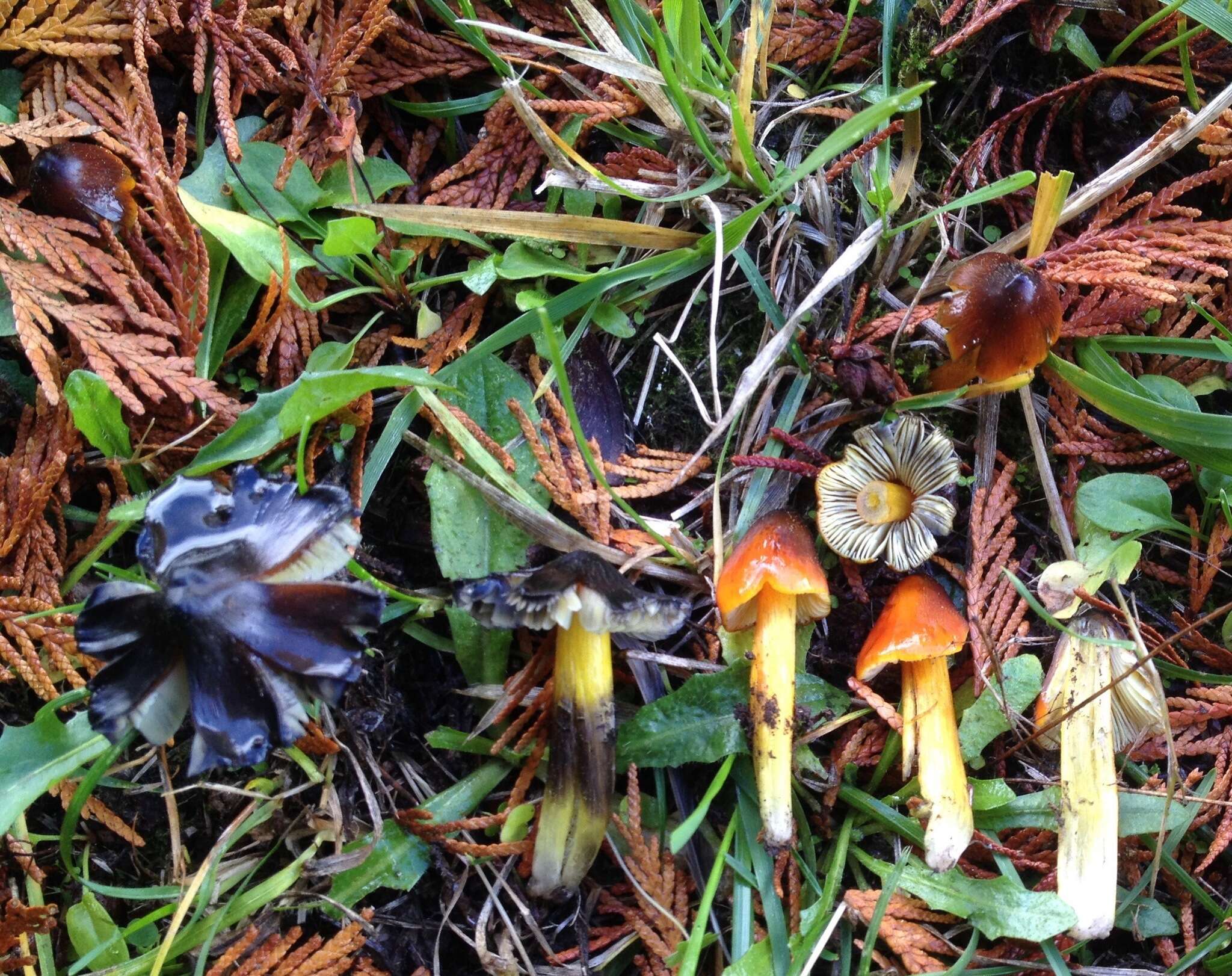 Image of Hygrocybe singeri (A. H. Sm. & Hesler) Singer 1958