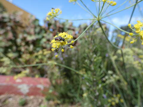 Image of Hylaeus sulphuripes (Gribodo 1894)