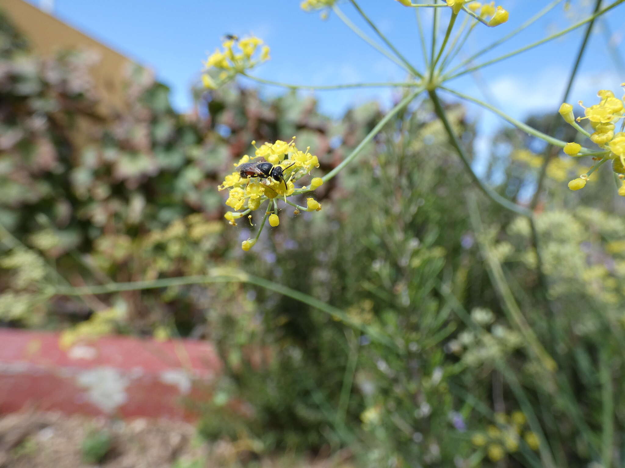 Image of Hylaeus sulphuripes (Gribodo 1894)