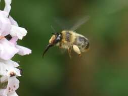 Image of Anthophora furcata (Panzer 1798)