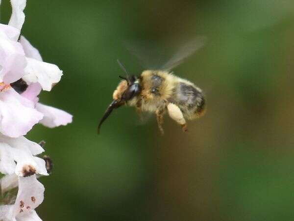 Imagem de Anthophora furcata (Panzer 1798)