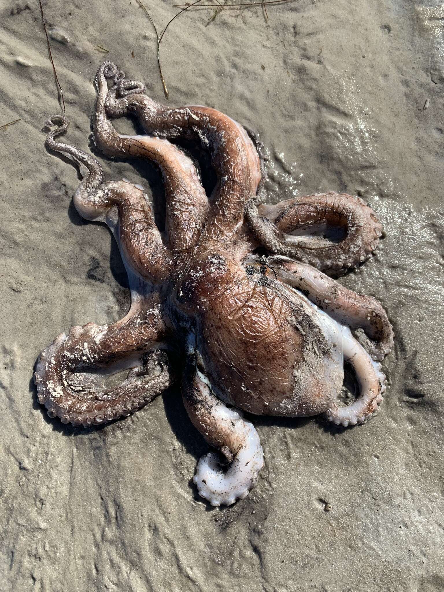 Image of Octopus americanus Froriep 1806