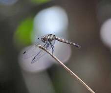 Image of Tetrathemis irregularis cladophila