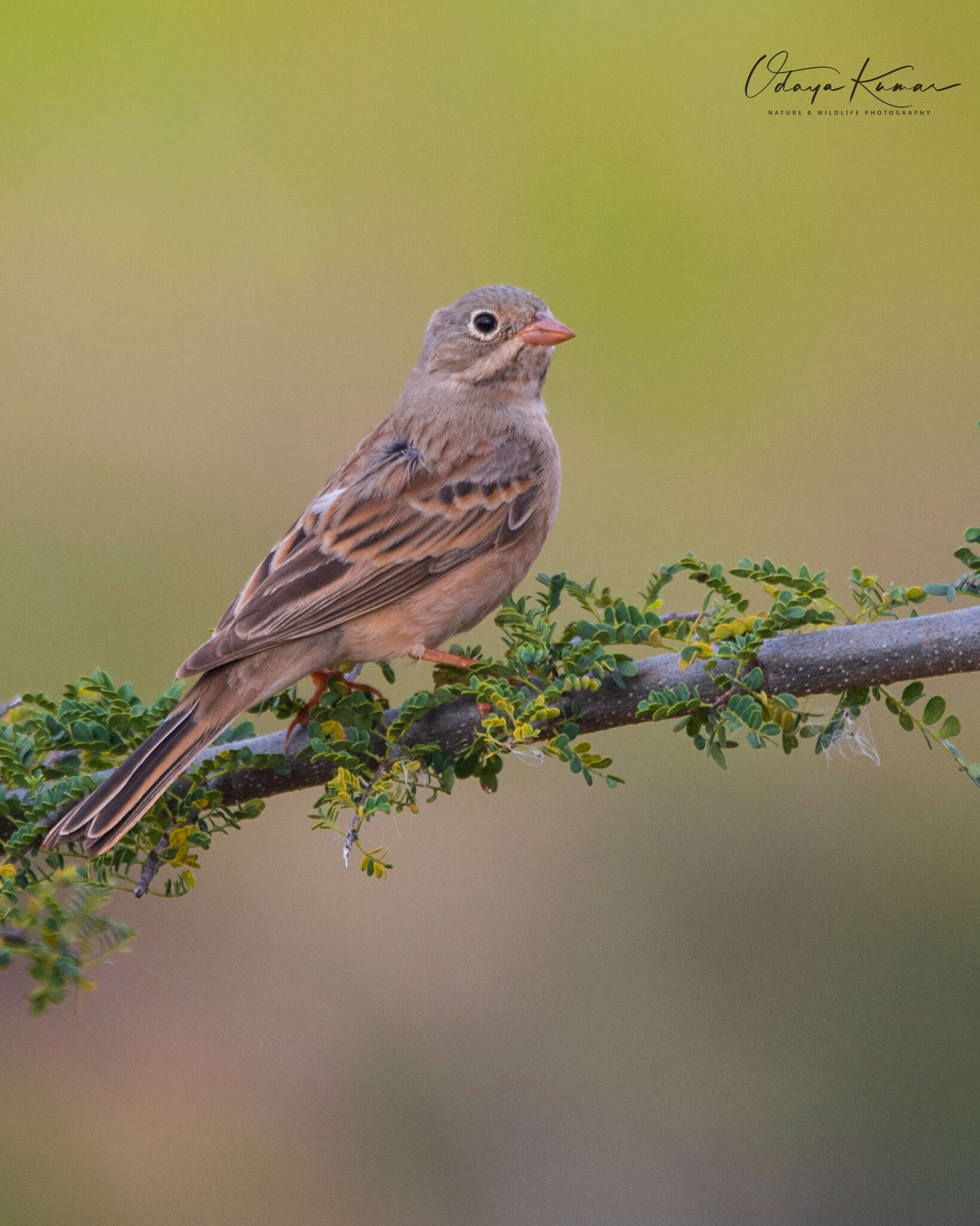 Слика од Emberiza buchanani Blyth 1845