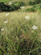 Image of Pimpinella caffra (Eckl. & Zeyh.) D. Dietr.