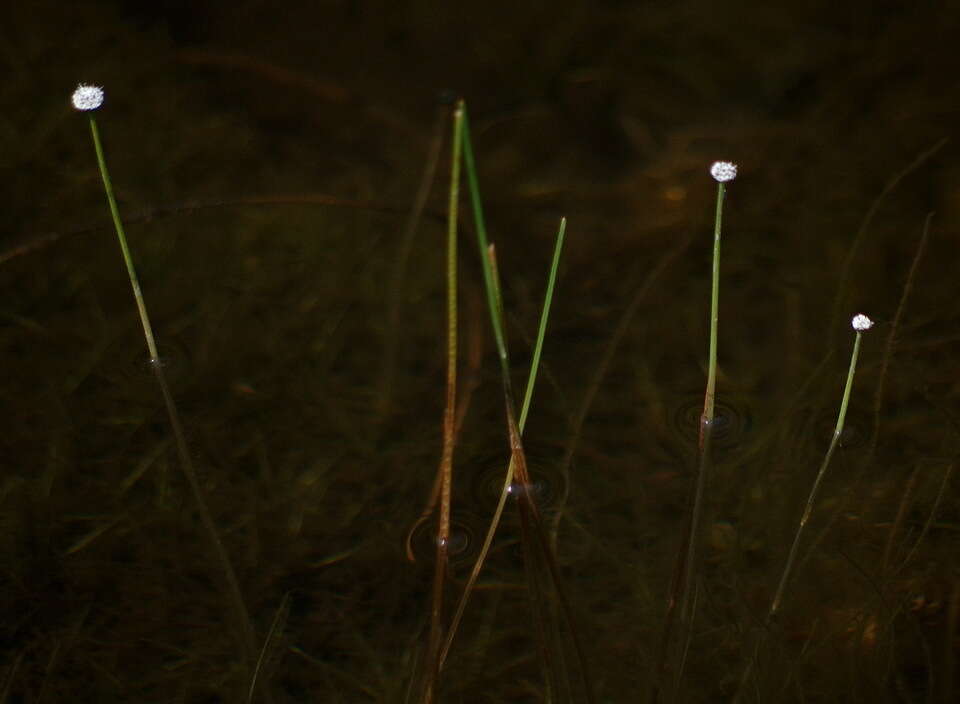 Eriocaulon aquaticum (Hill) Druce resmi