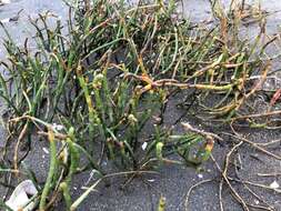 Image of Perennial Glasswort