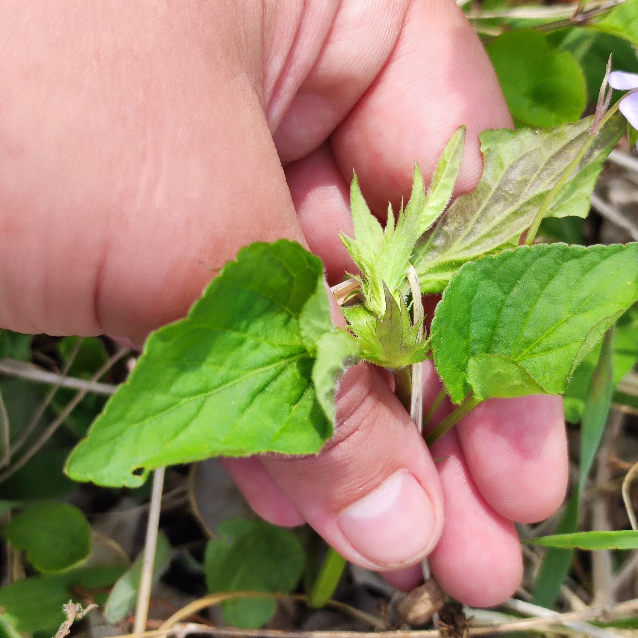 Imagem de Viola acuminata Ledebour