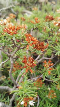 Image of Crassula sarcocaulis subsp. rupicola Tölken