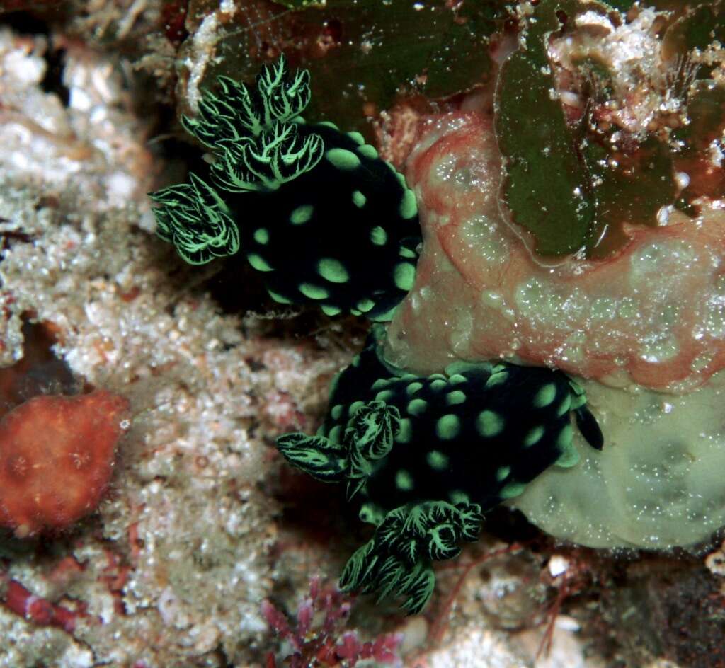 Image of Green spot black slug