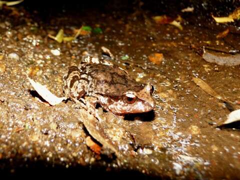 Image of Rosy Ground Frog