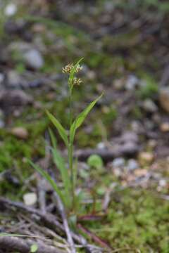 Image of common woodrush