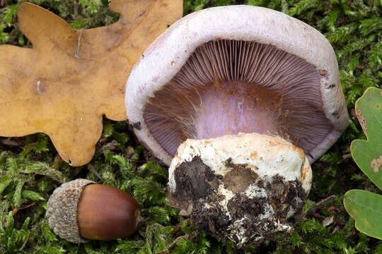 Image of Cortinarius suaveolens Bat. & Joachim 1920