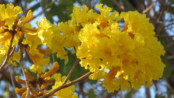 صورة Handroanthus chrysanthus (Jacq.) S. O. Grose