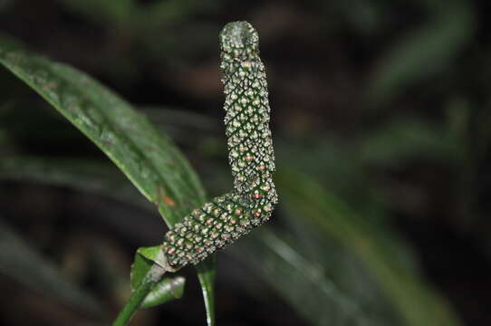 Image of Anthurium coclense Croat