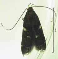 Image of Compsistis bifaciella Walker 1864