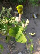 Image de Aristolochia argentina Griseb.