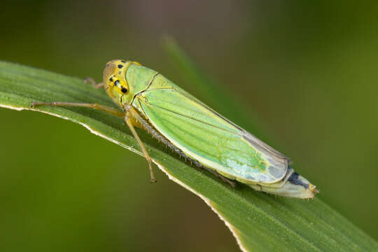 Image of Cicadella