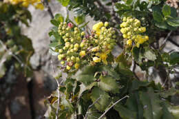 Image of Mahonia