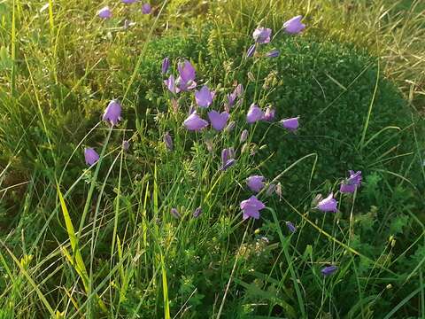 Image of Campanula martinii F. Fen., Pistarino, Peruzzi & Cellin.