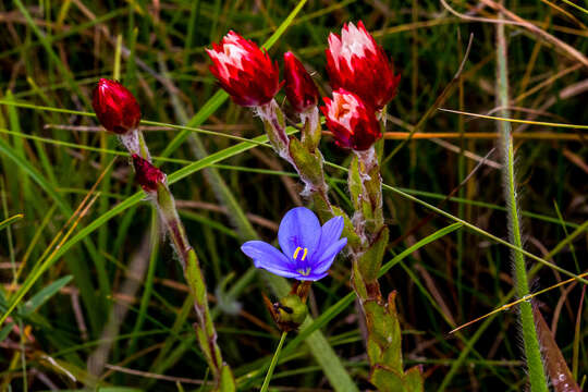 Image of Aristea abyssinica Pax