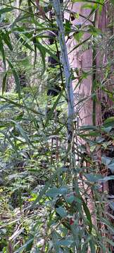 Image of Acacia mabellae Maiden