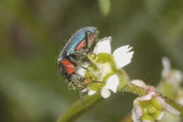 Image of Euphorbia sphaerorhiza Benth.