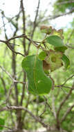 Image de Karomia macrocalyx (Baker) R. Fern.