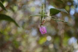 Image of Marsh Water-Willow