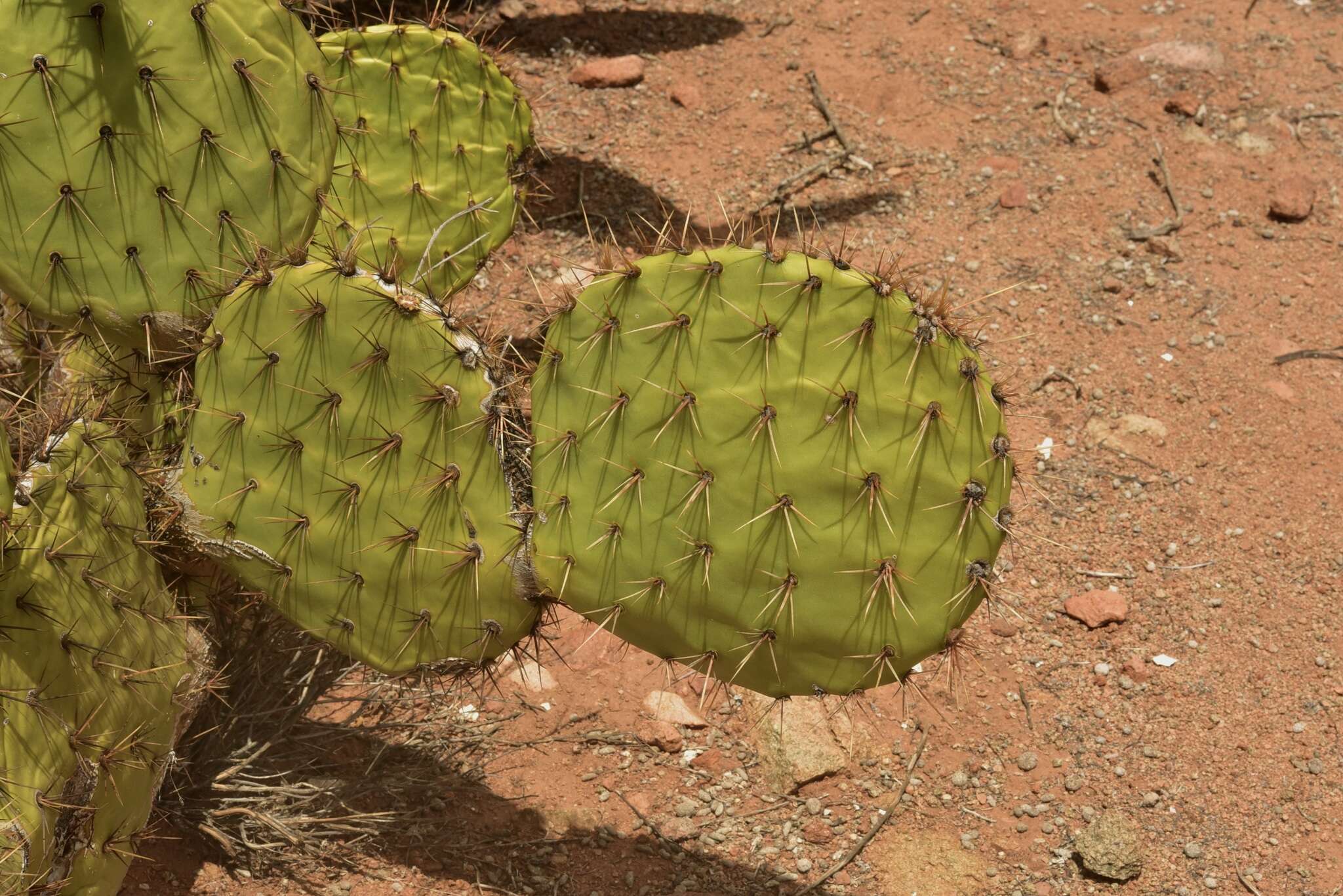 Sivun Opuntia clarkiorum kuva