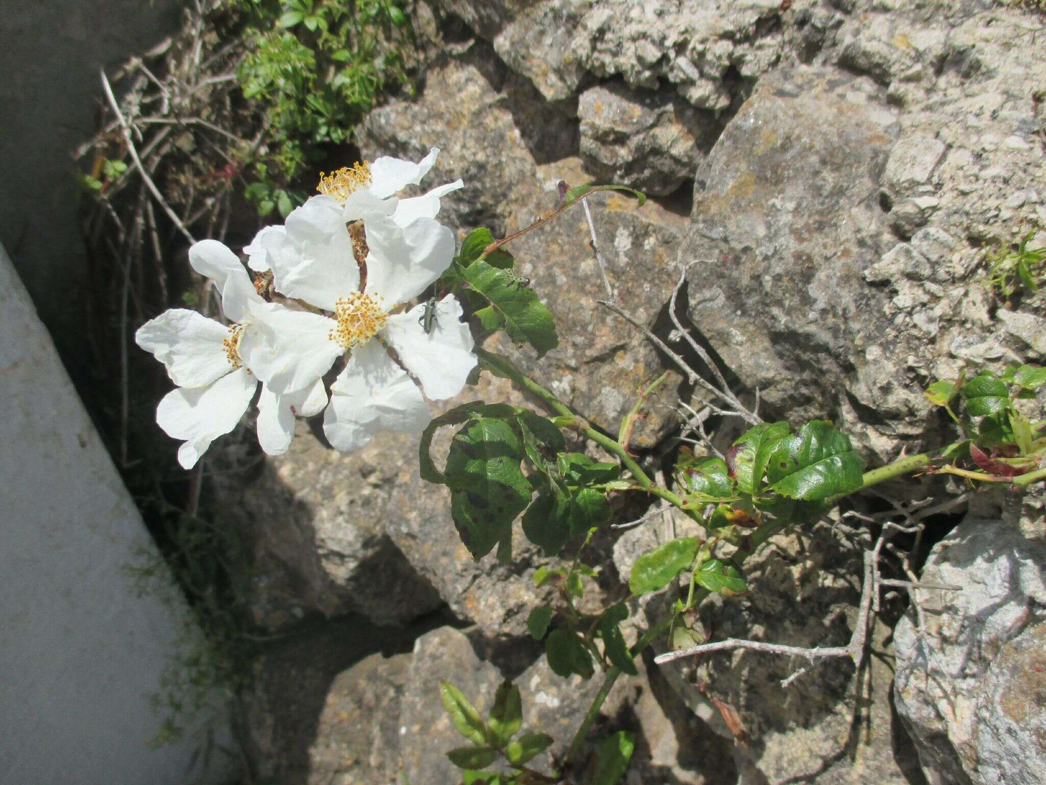 Image of evergreen rose