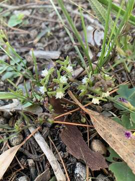 Image of Eustegia minuta (L. fil.) N. E. Br.